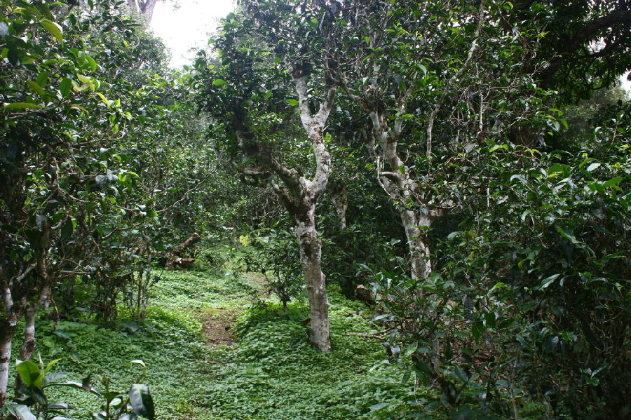 布朗山名茶——贺开