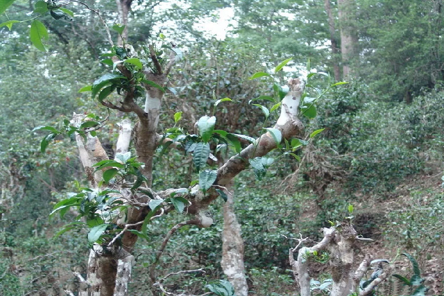 普洱茶最神秘山头——那卡